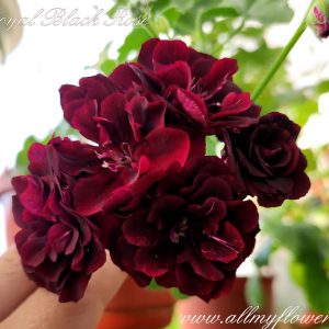 Royal Black Rose4